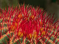 Ferocactus pilosus